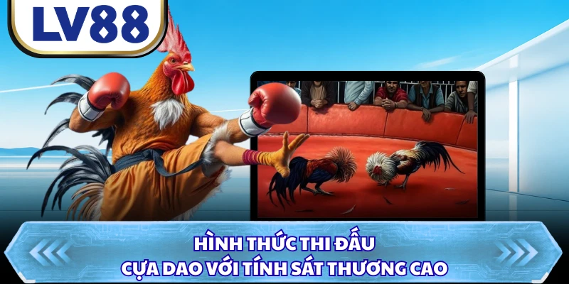 Hình thức thi đấu cựa dao với tính sát thương cao